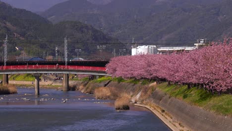 famous red bridge and sakura trees at kawazu in shizuoka japan