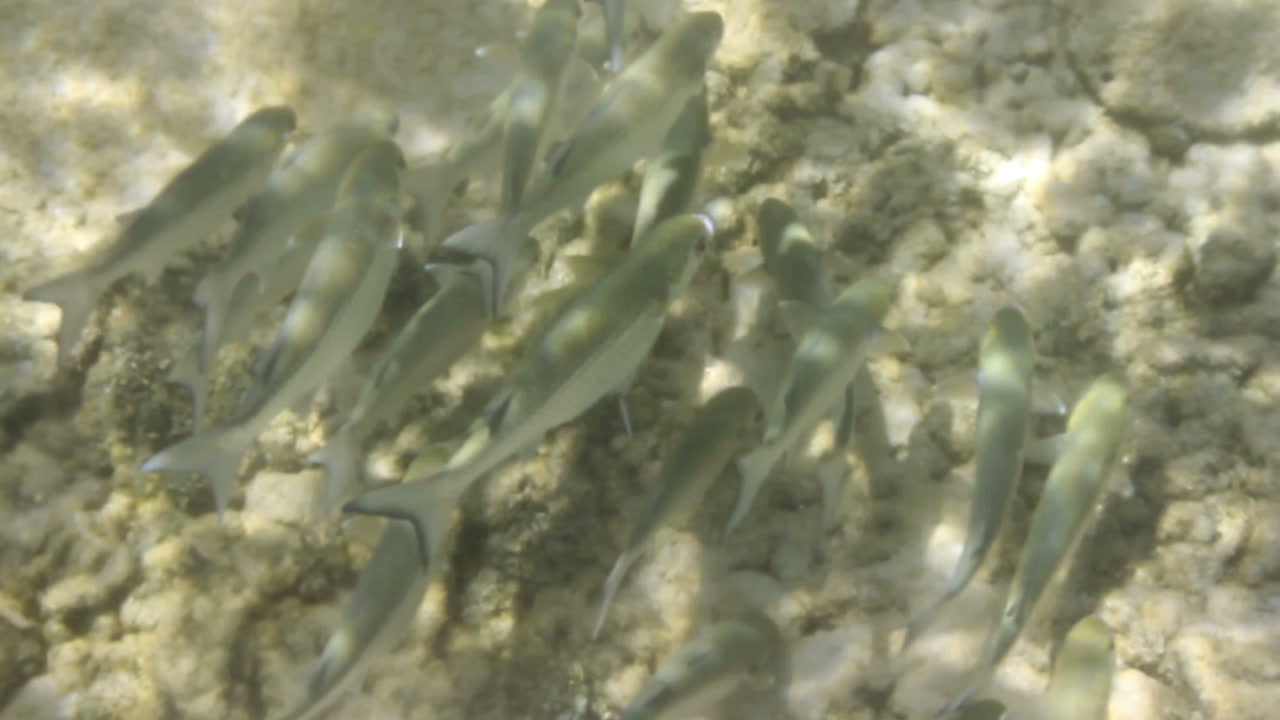 подводное плавание 07