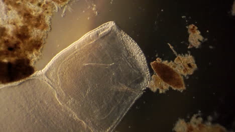 Microscopic-arthropod-moves-slowly,-then-flinches-as-it-reacts-to-its-environment