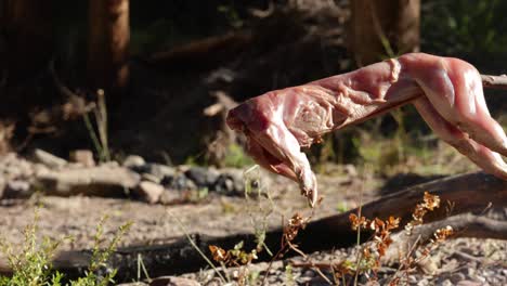 Close-up-shot-of-a-skinned-rabbit-being-cooked-on-a-spit-over-a-campfire