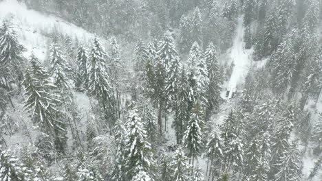 Jib-Abajo-De-Pinos-Cubiertos-De-Nieve-En-Un-Hermoso-Bosque