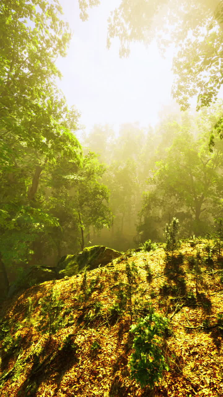 Sunlight streams through lush forest canopy creating a serene atmosphere