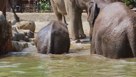 Baby Elephant Playing in Water