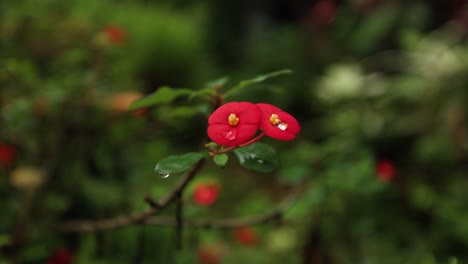 Primer-Plano-De-Flores-Vibrantes-De-Euforbia-Geroldiana-De-Color-Rojo-Sobre-Un-Fondo-Verde-Exuberante