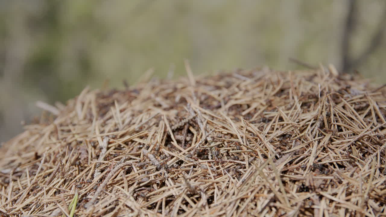 Ant colony in close-up with pine needles and visible insects crawling in natural forest setting