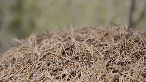 ant colony in close-up with pine needles and visible insects crawling in natural forest setting