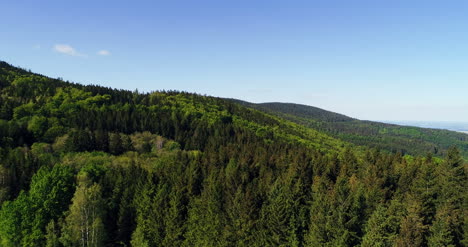 vista aérea del bosque 7