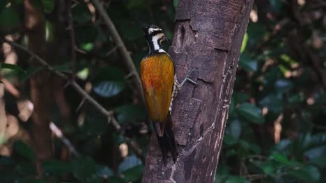 pecking on the hole where it is feeding on insects, common flameback dinopium javanense, female, thailand