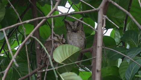 the one on the left positions lower to lean on the other on the right as the wind blows harder in the forest, collared scops owl otus lettia, thailand