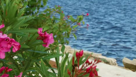 pink flower in isabela de sagua 2015