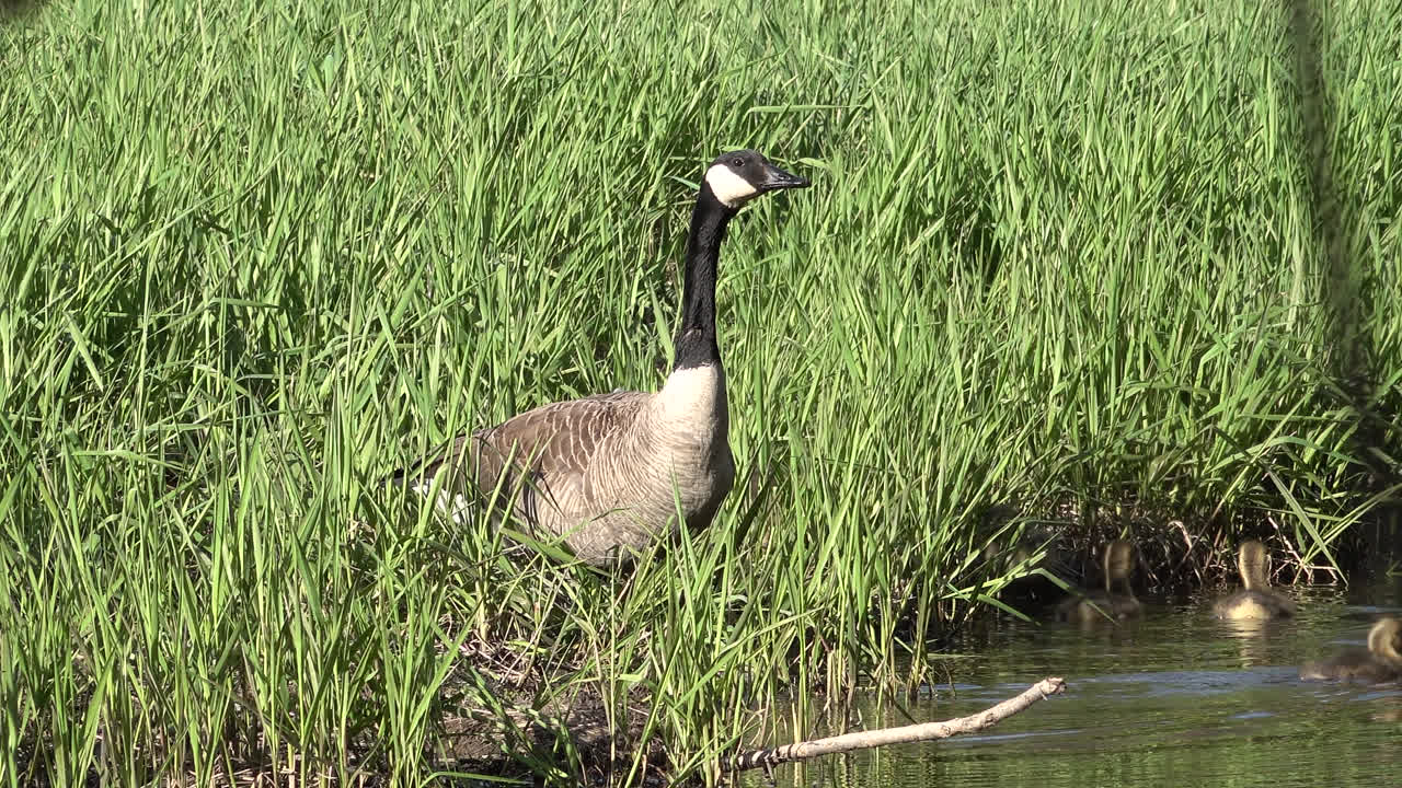 Canada Geese Family in the Grass