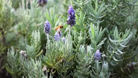 bee interacting with lavender flowers in garden