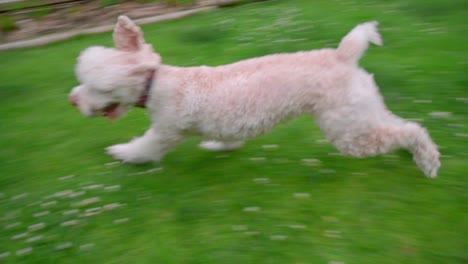 Weißer-Hund-Spielt-Mit-Besitzer.-Pudelhund-Läuft-Mit-Ball-Im-Mund-Auf-Gras