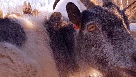 slow motion close up shot of eyes of tame male goat as he turns around and gets fed pine tree twig in winter