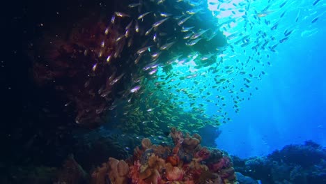 shoal of coral little fish swimming around