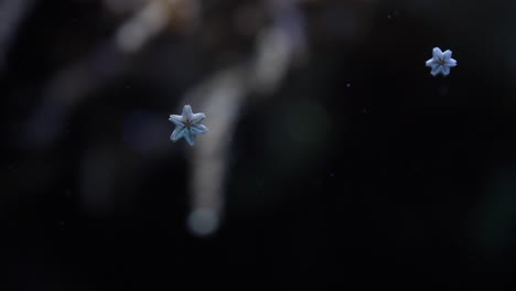 mini pale blue starfish stuck to glass with dark background and moving sea grass 4k tripod