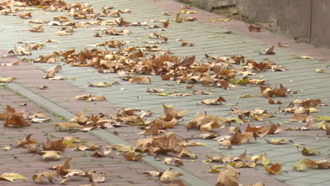 autumn leaves on a sidewalk