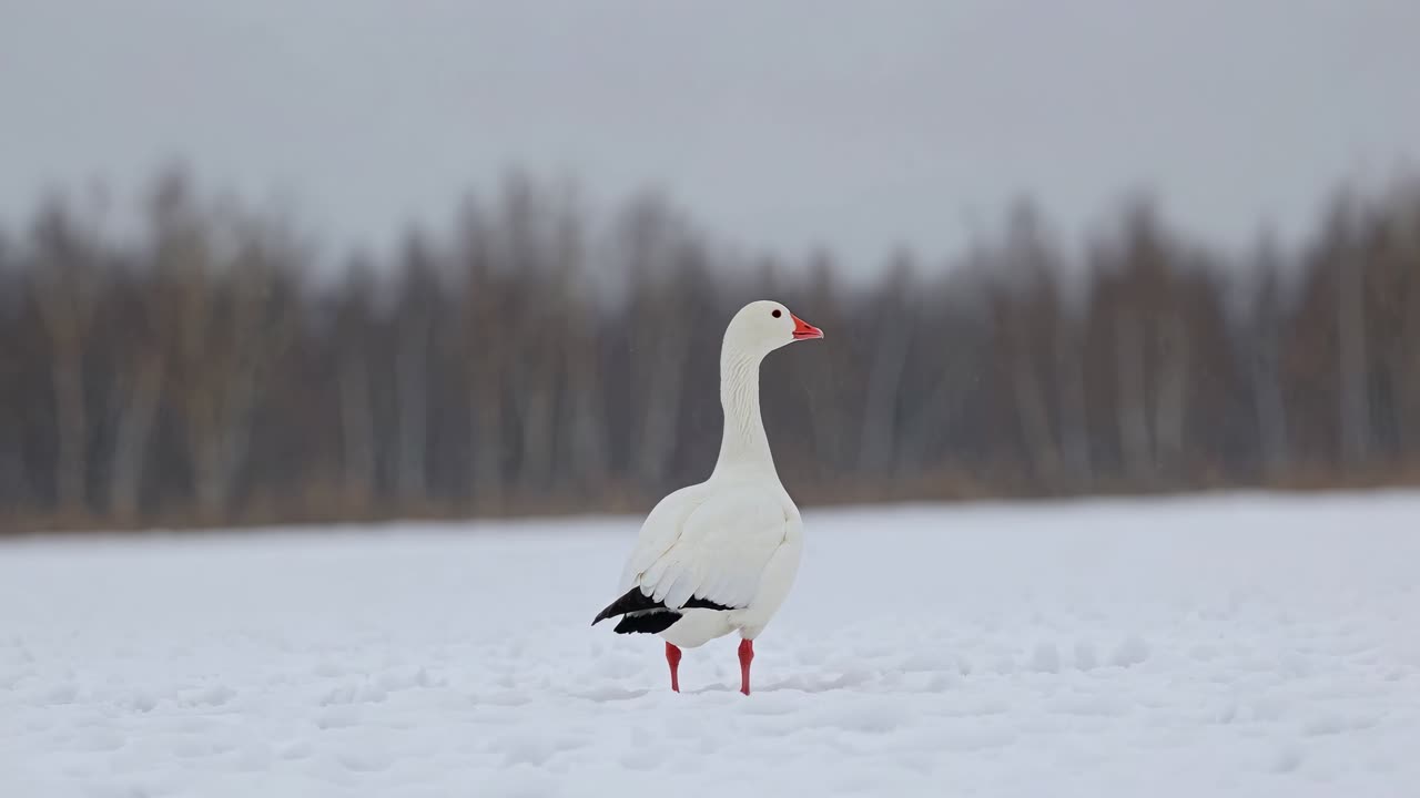 En video i lav vinkel fanger en hvit gås som står på snø, med en uskarp skog i bakgrunnen
