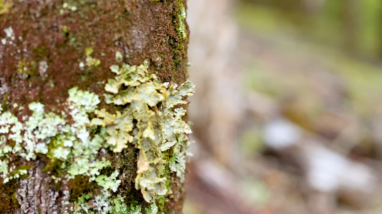 Macro view of lichen on tree bark in a lush forest setting. Natural lighting highlights the intricate textures and colors