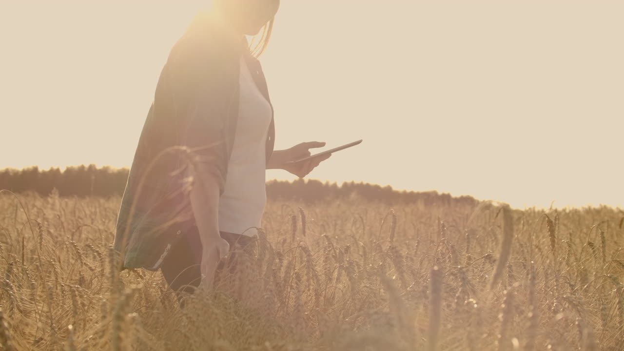 primer plano de una mujer granjera con un sombrero y una camisa a cuadros toca los brotes y las semillas de centeno examina y introduce datos en la tableta informática está en el campo al atardecer