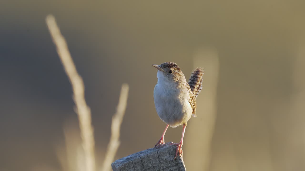 Scricciolo delle paludi (Cistothorus platensis) appollaiato mentre canta durante l'ora d'oro. Piccolo uccello canoro delle praterie che esegue una vocalizzazione territoriale in luce soffusa e calda con sfondo sfumato