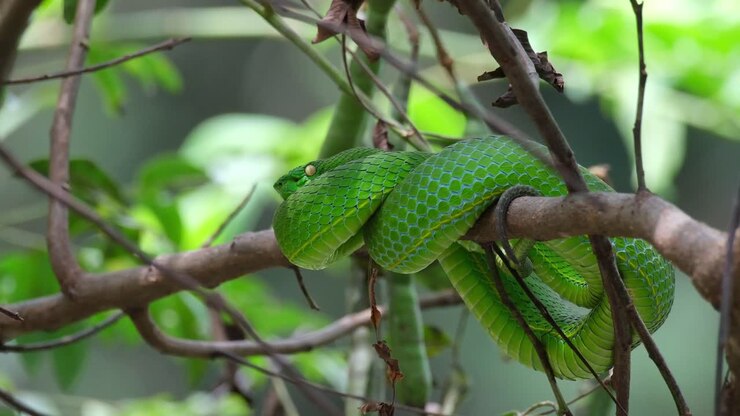 Uitzoomen van deze mooie slang die rust op een tak na een maaltijd, Vogel's Pit Viper Trimeresurus vogeli, Thailand