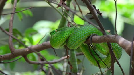 zoom out of this lovely snake resting on the branch after some meal, vogel’s pit viper trimeresurus vogeli, thailand