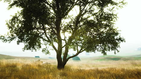 Old linden tree on autumn hill meadowy