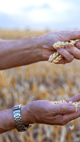 extracting ripe wheat grains from the spikelets. male hands rub the ears of wheat to get the corn. close up. blurred field at backdrop. vertical video