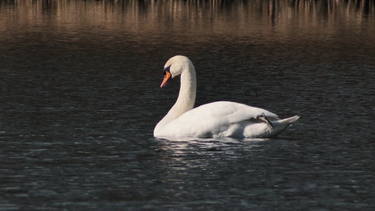 el cisne blanco vuela solo. un hermoso pájaro grande