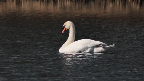 el cisne blanco vuela solo. un hermoso pájaro grande