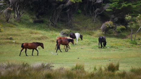 Wide-shot:-Herd-of-different-horses-walking-and-grazing-on-rural-field-near-jungle-of-New-Zealand