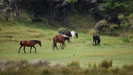 wide shot: herd of different horses walking and grazing on rural field near jungle of new zealand