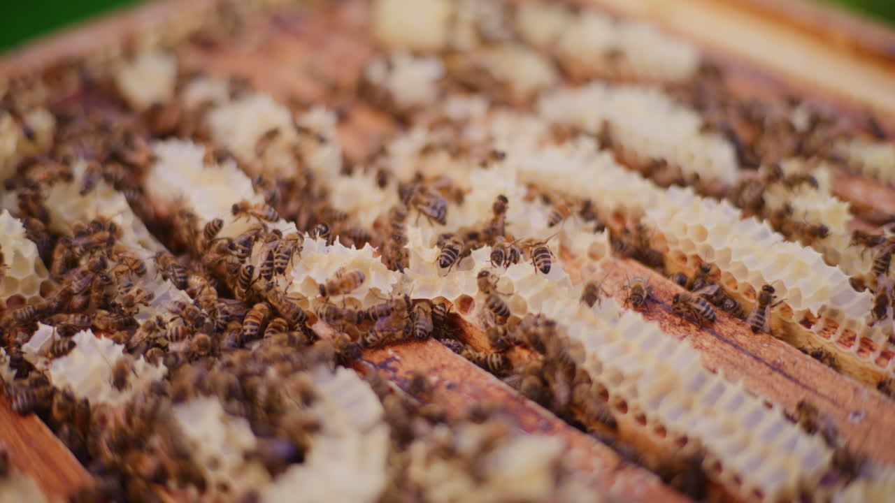Hardworking Bees Closeup Honey Production