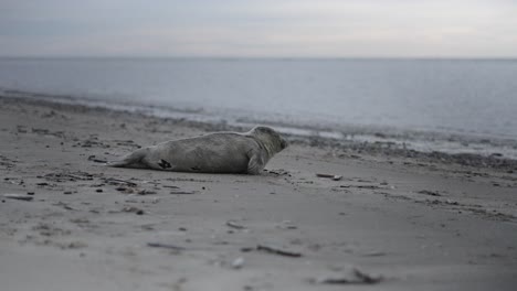 Cámara-Lenta-De-Una-Foca-Descansando-En-La-Playa-De-Blåvand-En-Dinamarca,-Con-El-Tranquilo-Mar-Del-Norte-Extendiéndose-Detrás-De-Ella