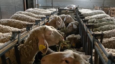 sheeps on a flock farm