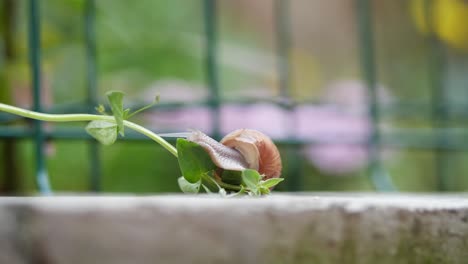 Snail-climbing-a-green-plant