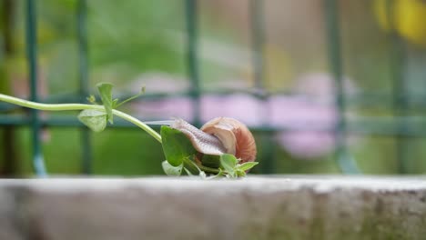 caracol trepando una planta verde