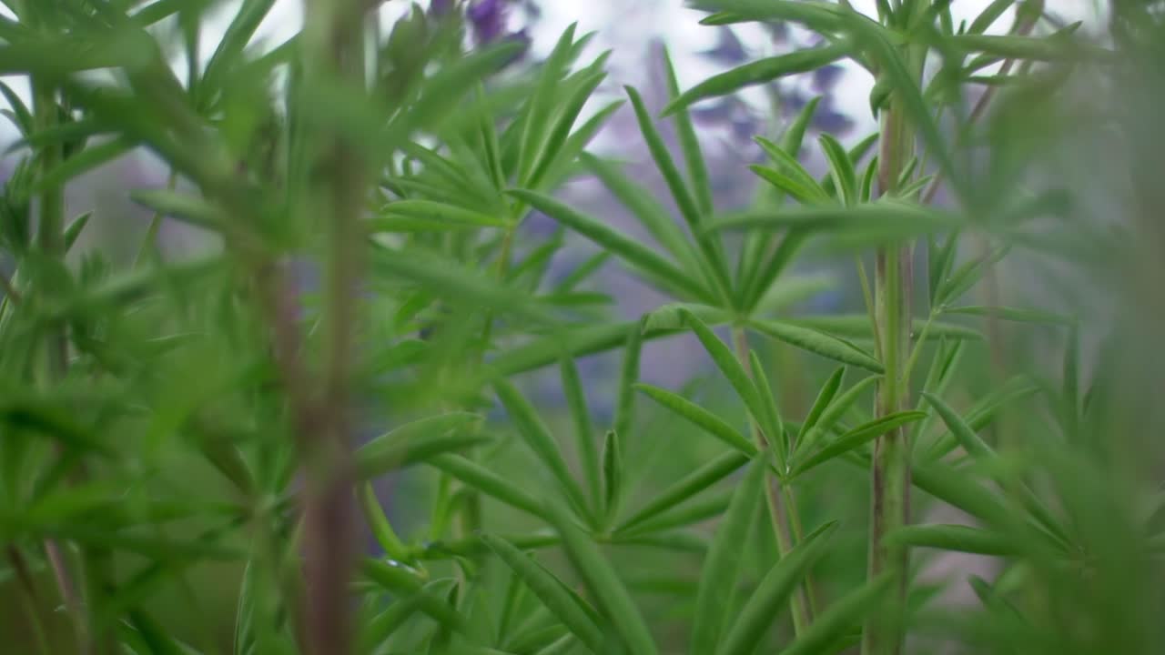 going through the flowers and seeing though beautiful bokeh and defocus and transitions of stems