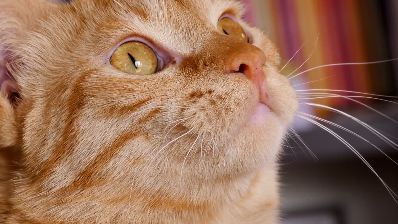 el gato lame los labios