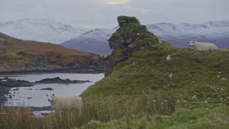 two white sheep grazing on a lush green hilltop by the seaside in scotland, isle of skye. farming and herding concept.