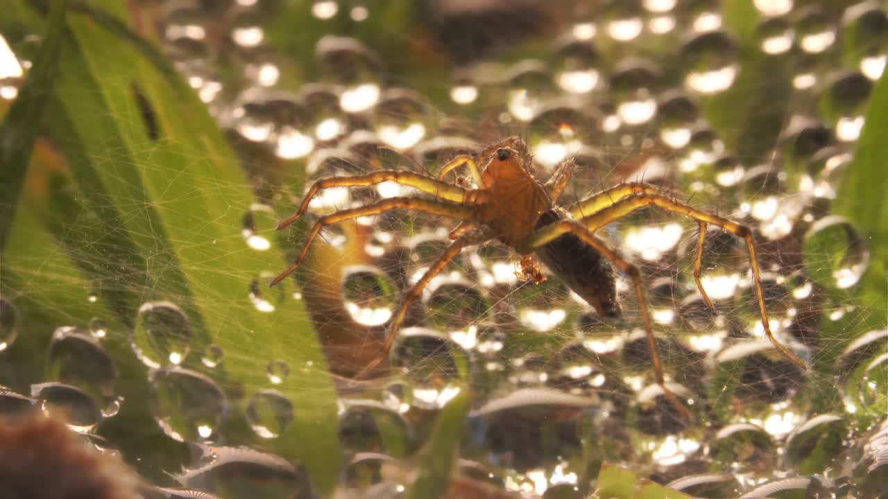 el viento sopla en la red de araña