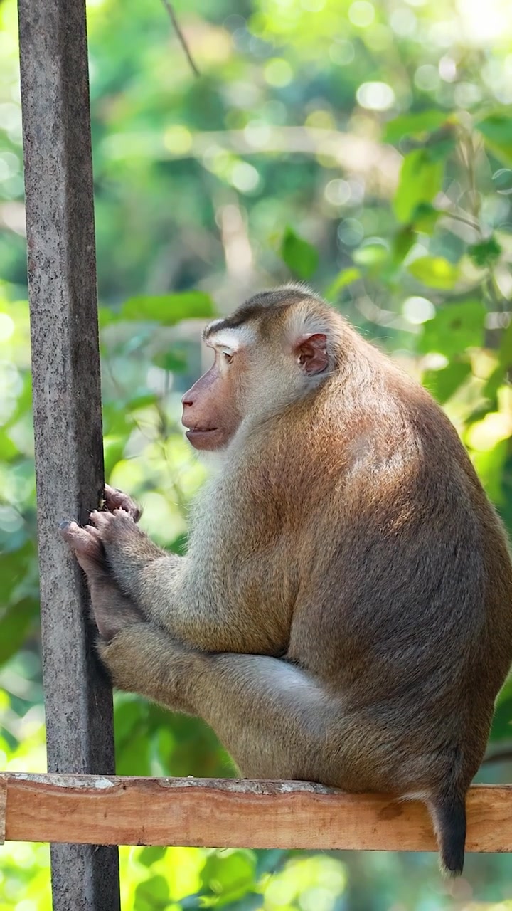 Monkey sits on wooden rail, holding post, turning head in bright, natural forest daylight