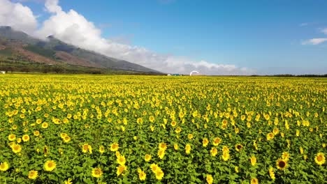 Excelente-Toma-De-Un-Campo-De-Girasoles-En-Maui,-Hawaii