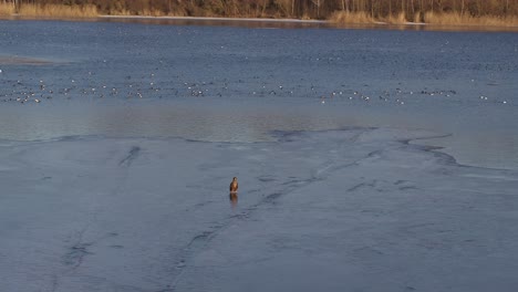 Sea-eagle-standing-on-ice,-drone-aerial-view