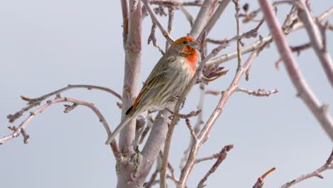 a male house finch perched on a branch chirping away - static close up