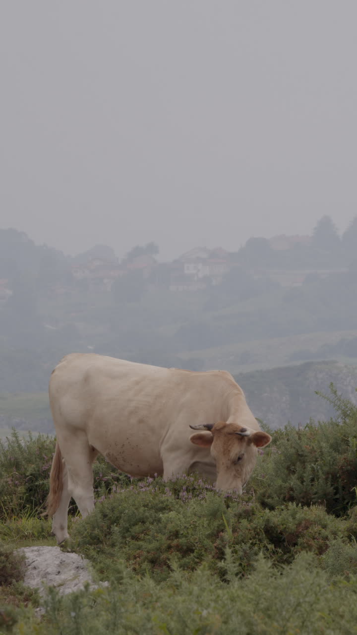 Mucca al pascolo in un paesaggio nebbioso
