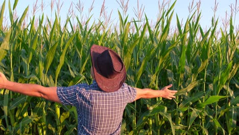 Professional Agronomist Examining Green Corn Plantation in Ecological Region Elderly Male Person Professional Agronomist Examining Green Corn Plantation in Ecological Region Elderly Male Person Admiring Beautiful Agricultural Landscape and Breathing Clean Air Enjoy Simple Rural Life Rear View