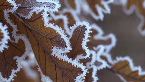 close-up of frosted brown leaves
