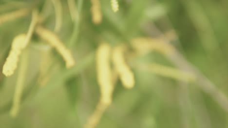 Romantic-slow-motion-Tilt-up-B-roll-footage-of-field-grass